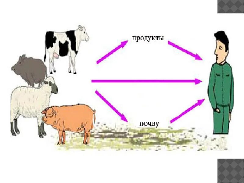 Бруцеллез пути передачи. Пути передачи бруцеллеза. Бруцеллез заражение человека. Бруцеллез пути передачи. Бруцеллез пути заражения.