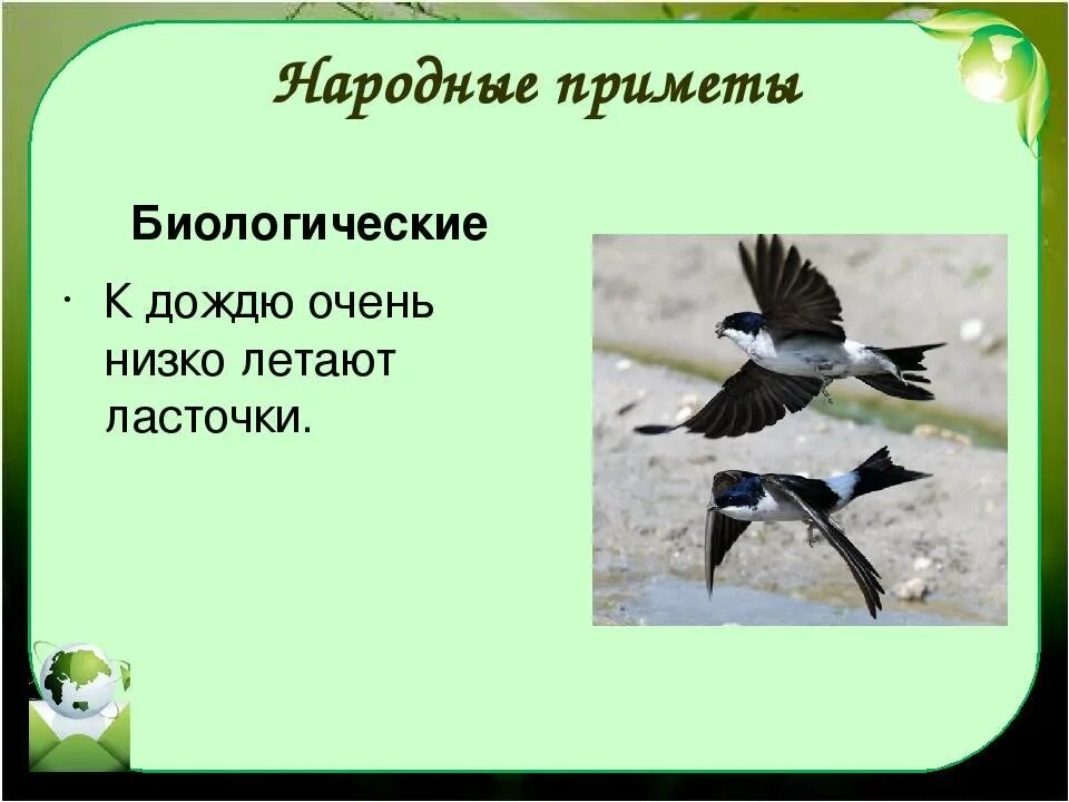 Ласточки низко летают примета. Ласточки низко летают. Приметы про ласточек. Народные приметы связанные с ласточками.