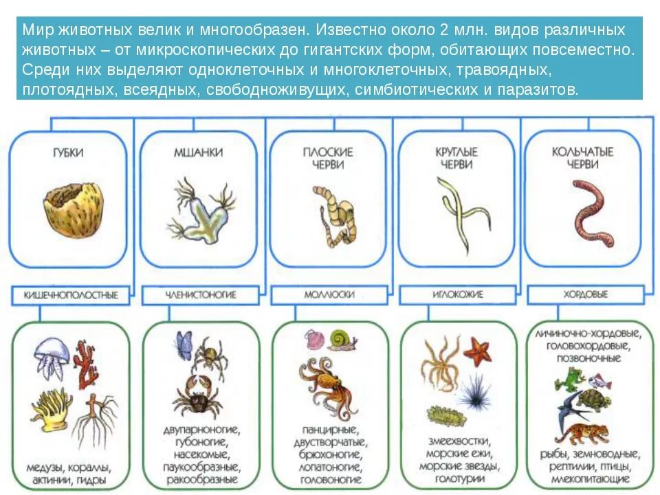 Систематика животных классификация царства. Царство животных классификация схема 5 класс биология. Систематика животных 5 класс биология. Классификация царства животных 5 класс биология. Группа животных в биологии 5