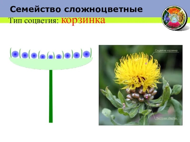 Особенности соцветия корзинка. Особенности соцветия корзинка. Соцветие корзинка подсолнечник. Тип соцветия корзинка. Простые соцветия корзинка.