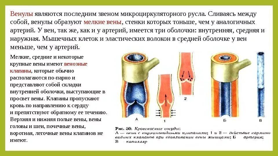 Клапаны имеют артерии и вены. Клапаны сосудов. Венозные клапаны анатомия. Клапаны вен и артерий. Клапаны венозных сосудов.