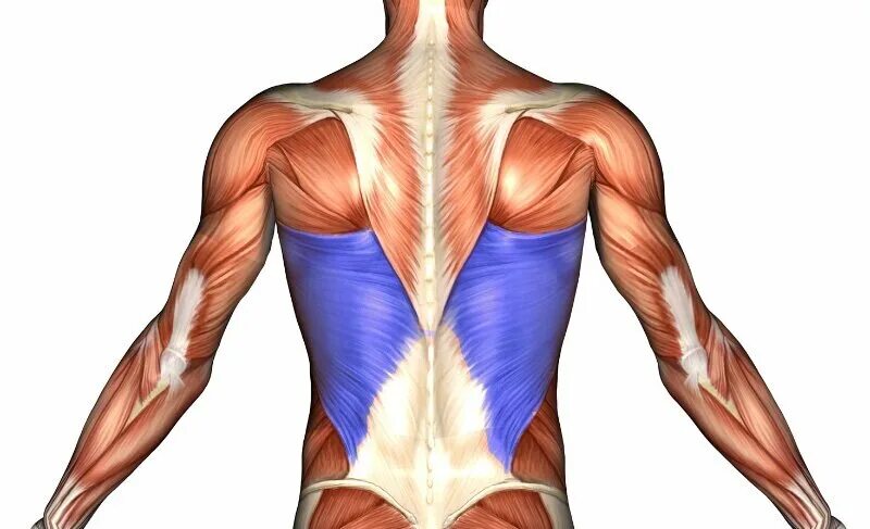 Латиссимус Дорси. Latissimus Dorsi мышца. Широчайшая мышца спины (m. Latissimus Dorsi). Латиссимус Дорси мышца анатомия. Диффузные мышцы