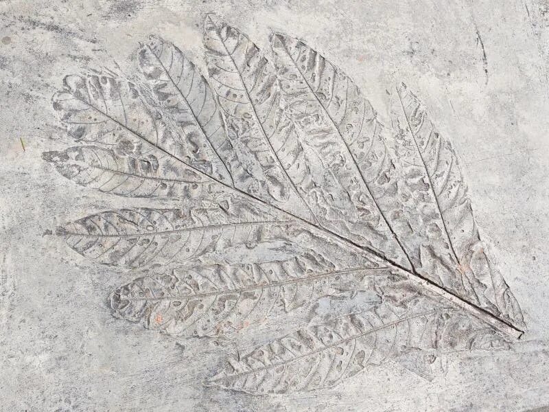 Отпечатки растений на камнях. Отпечатки листьев на камнях. Отпечатки древних растений. Оттиски растений на бумаге.
