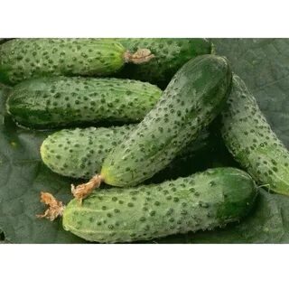 Сорт огурцов меринда