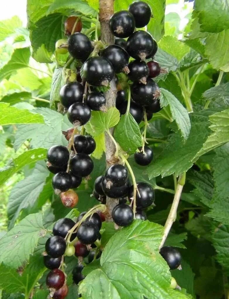 Смородина черная селеченская. Смородина золотистая фото ягод. Багира сорт черной смородины. Смородина сорт жемчужина. Смородина черная сахарная обыкновенное чудо.