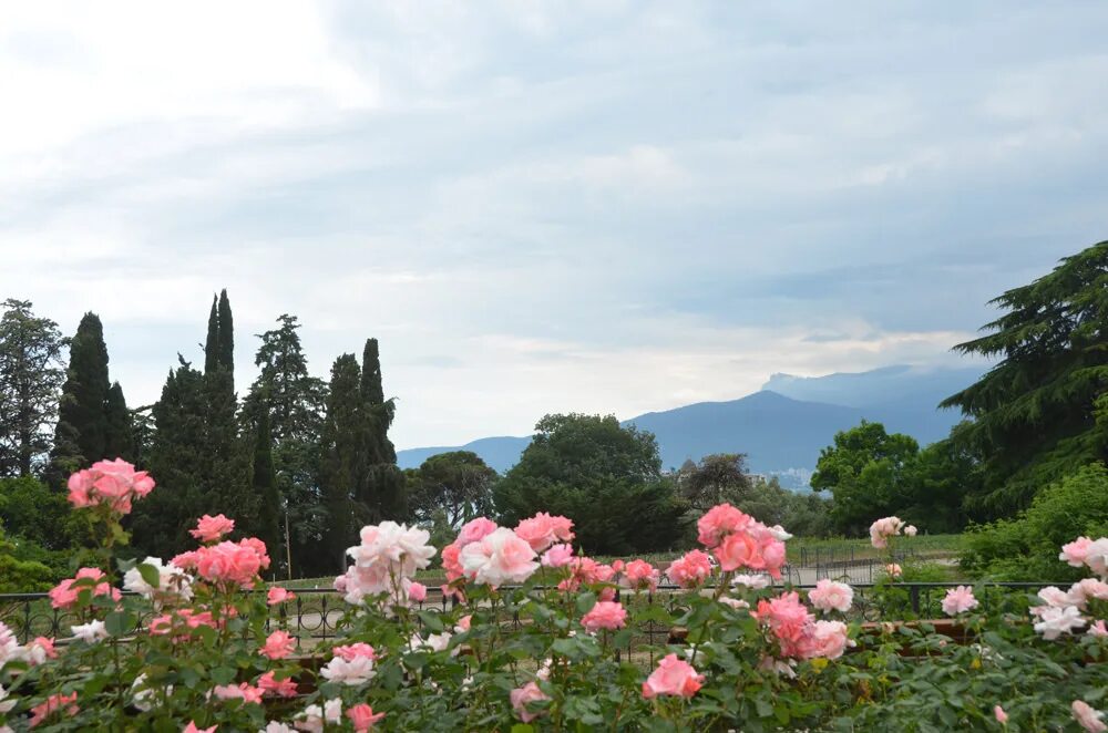Достопримечательности крыма никитинский ботанический сад. Сады крыма интернет. Сады крыма интернет. Персиковые поля в крыму. Персиковые сады в крыму.