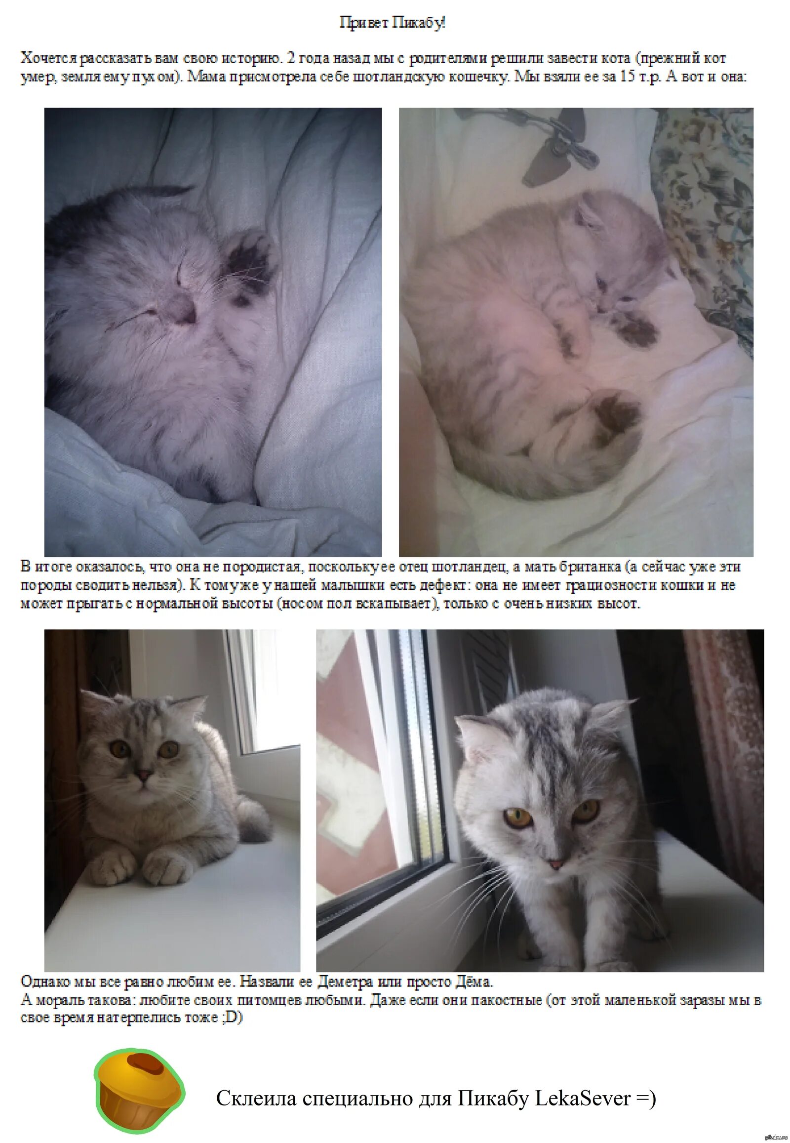 Какого кота лучше. Завести кошечку. кого лучше завести кота или кошку. кот заводит кошку. как завести кошку.