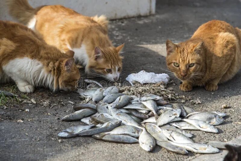 Едят ли коты рыбу. Кот жрет рыбу. кот с рыбой. коты на рыбном рынке. кот и много рыбы.