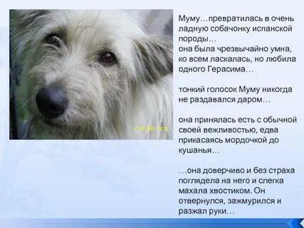 Какая кличка у собаки герасима