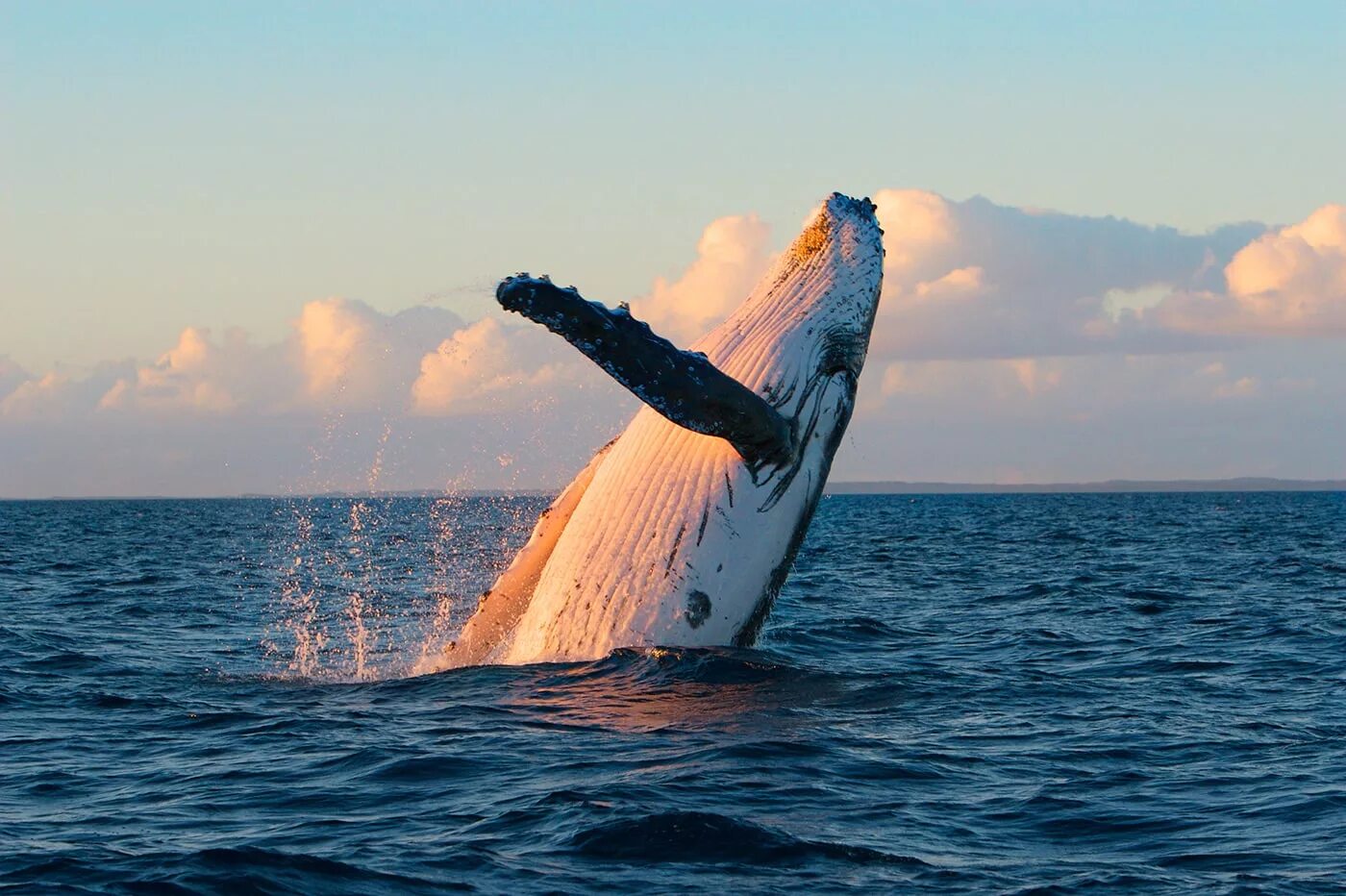 Киты атлантического океана. Синий горбатый кит. Кит Горбач хвост. Китовый заповедник индийского океана. Кит 52 Герца.