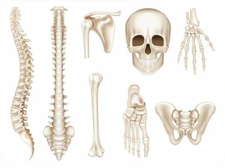 Название трех костей. Кости человека. Костный скелет человека. Скелет человека по костям. Анатомия человека кости скелета.