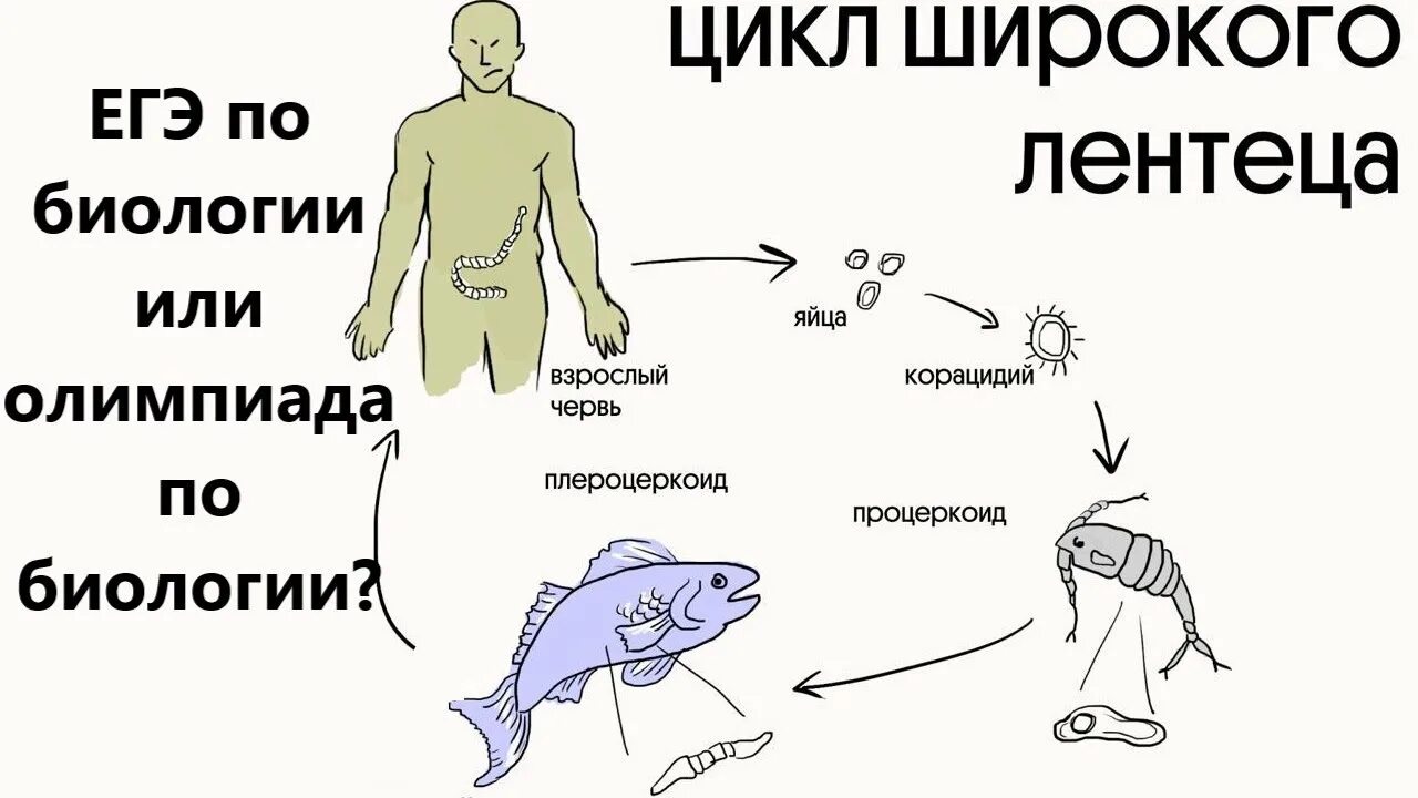 Жизненный цикл лентецов. Цикл широкого лентеца. цикл широкого лентеца егэ. стадии жизненного цикла широкого лентеца. цикл развития широкого лентеца 7 класс.
