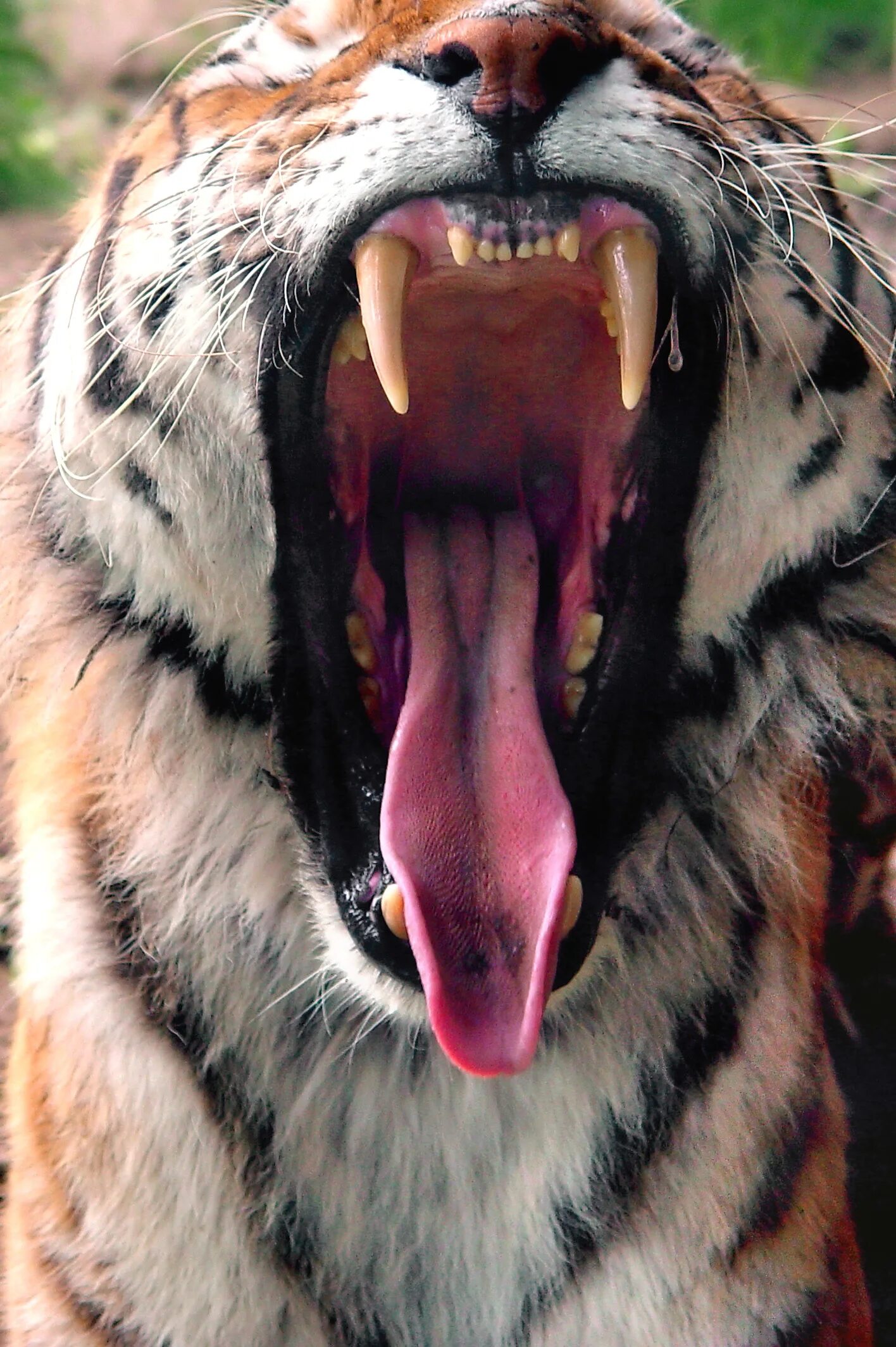Открывай пасть. Клыки Амурского тигра. Амурский тигр клыки. Зубы тигра.