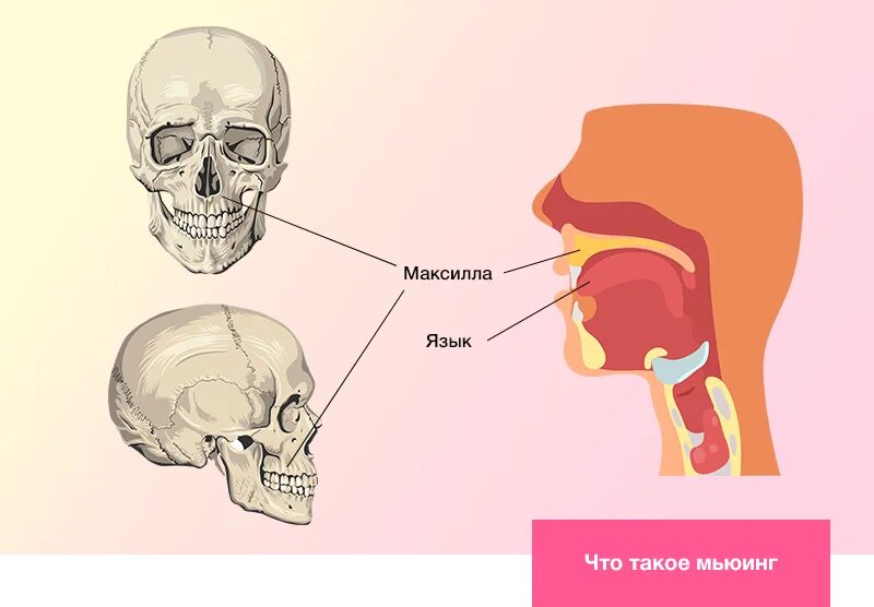 Максилла Мьюинг. Правильное расположение языка. Правильное положение языка в ротовой полости.