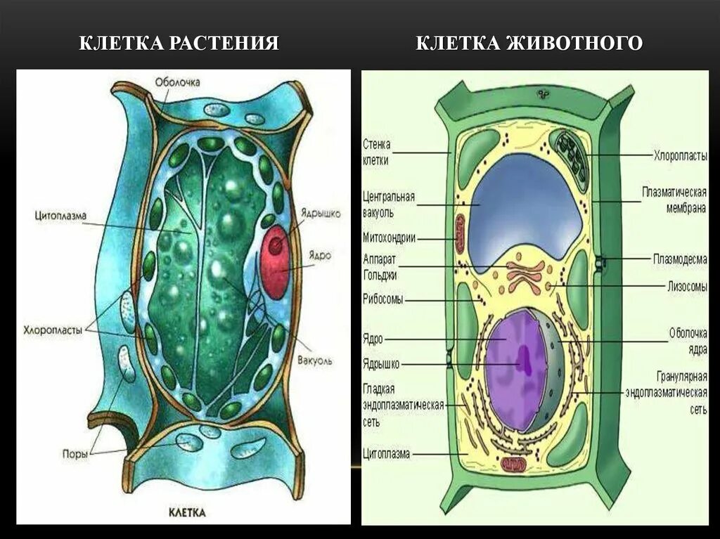 Схема живой и растительной клетки. Органоиды растительной клетки рисунок. Клетка растения. Растительная и животная клетка.