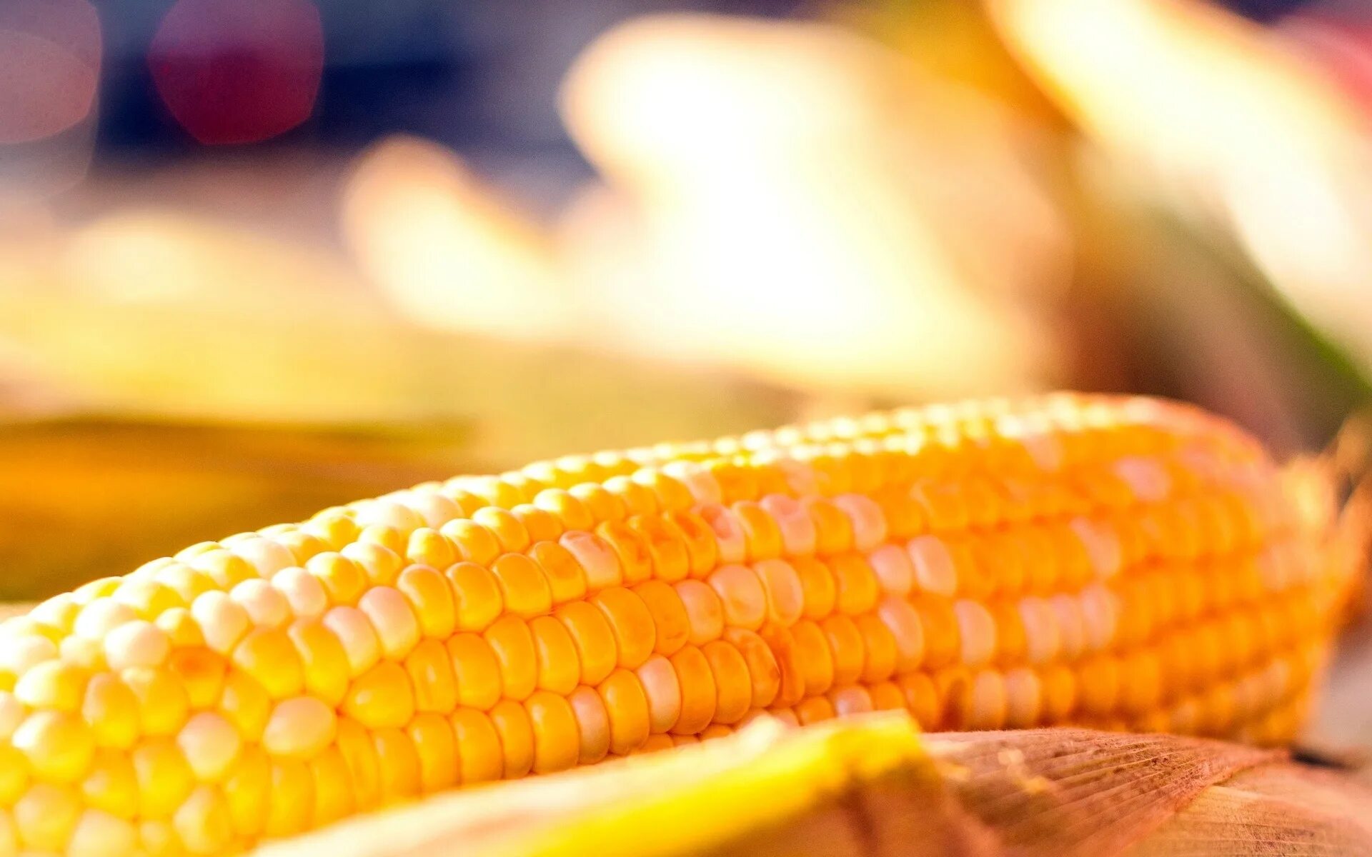 Corn me. Кукуруза. Кукуруза фон. Кукуруза обои. Кукуруза картинка.