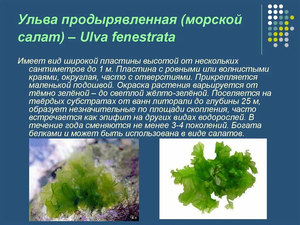 Почему водоросли назвали водорослями. Ульва и ламинария. Сообщение про водоросль Ульва. Ульва водоросль доклад. Ульва бурые водоросли.