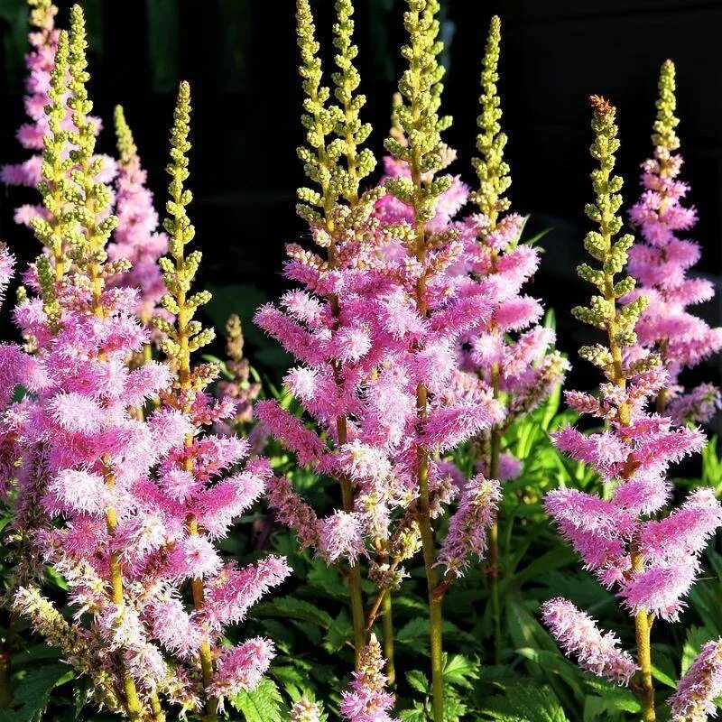Какую почву любит астильба. Астильба арендса аметист. астильба gloria purpurea. астильба арендса &#039;erika&#039;.