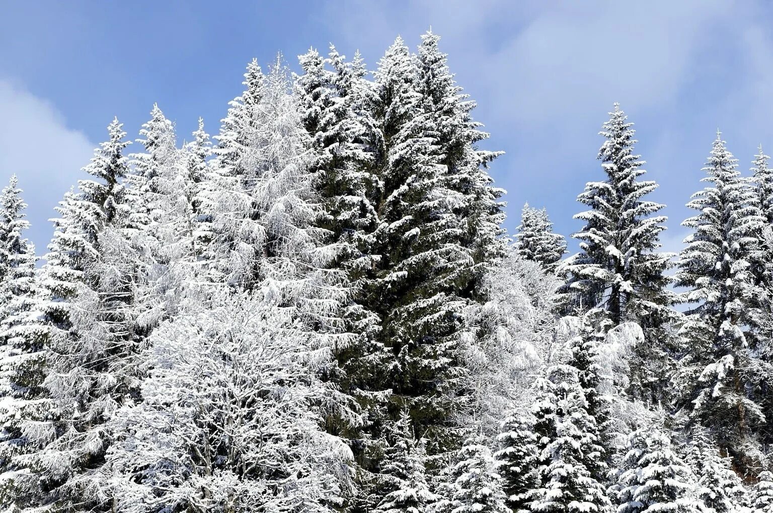 Хвойные под снегом. Зимний еловый лес. Зимой в лесу. Зимнее дерево. Заснеженные деревья.