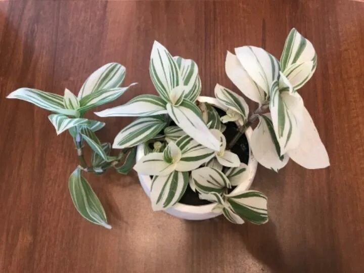 Традесканция albiflora albovittata. Традесканция альбовитата. Крупнолистовая зелёная традесканция. Белая альбифлора традесканция. Традесканция альбифлора.