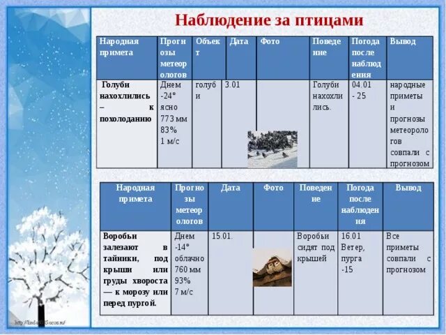 Наблюдения за изменениями погоды. Дневник наблюдения за птицами. Дневник наблюдения за птицами зимой. План наблюдения за птицами. Календарь наблюдения за птицами.