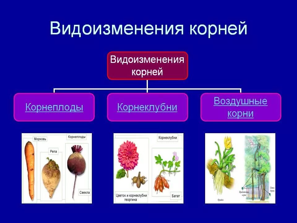 Корневые видоизменения. Видоизменения корня схема.