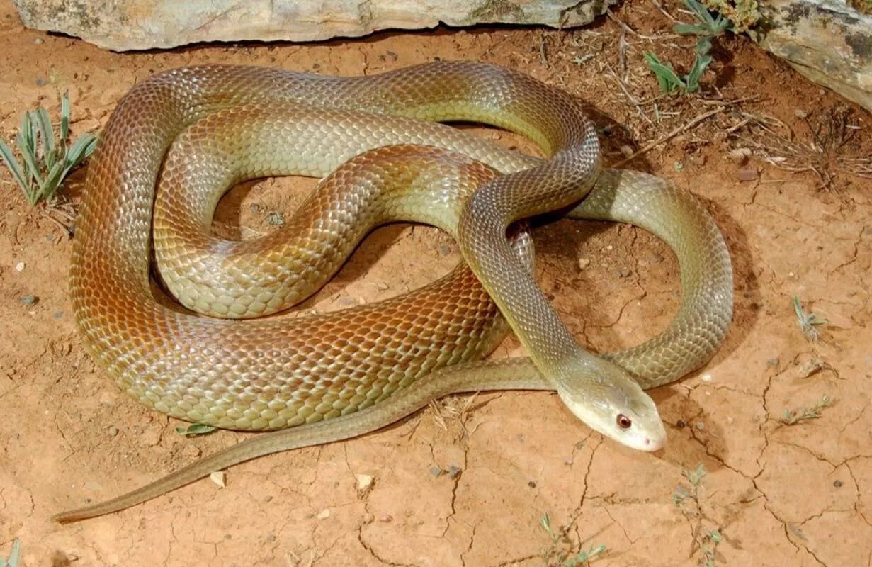 Тайпан ядовитая. Тайпан Маккоя змея. Внутриматериковый Тайпан. Самая ядовитая змея в мире Тайпан. Змеи Австралии Тайпан.