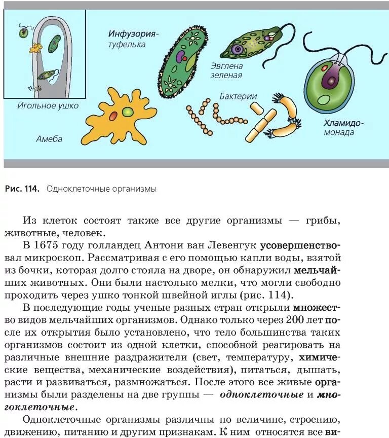 Сходство и различие одноклеточных. Одноклеточные организмы. Строение одноклеточных организмов. Примеры одноклеточных организмов. Группа одноклеточных организмов.