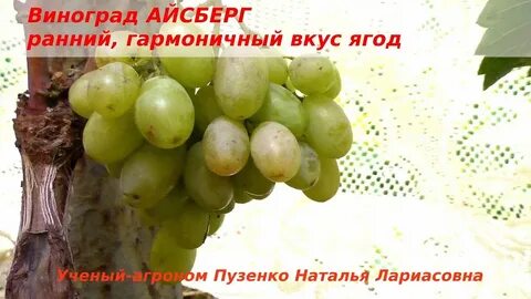 Виноград пузенко
