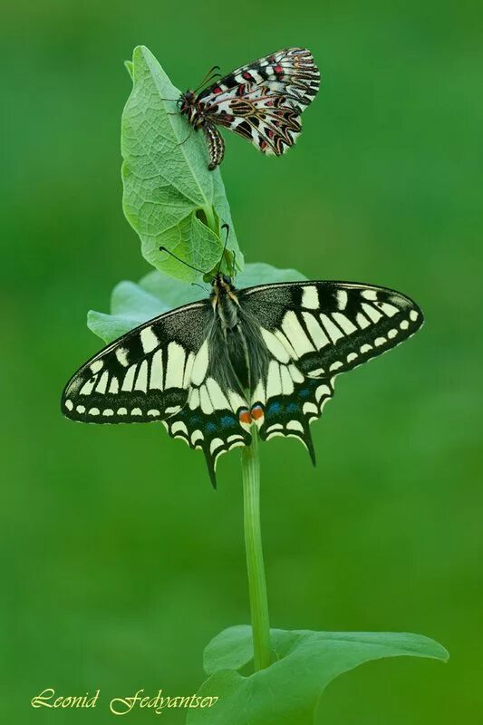 Бабочка семейства парусников. Бабочка Махаон (Papilio Machaon). Зеринтия Поликсена бабочка. Парусник Поликсена бабочка. Бабочка Папилио Махаон.