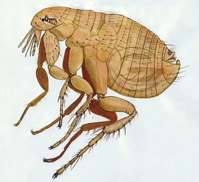 Нимфозория. Левша нимфозория иллюстрации 1967. Нимфозория. Нимфозория была выкована из. Нимфозория была выкована из.