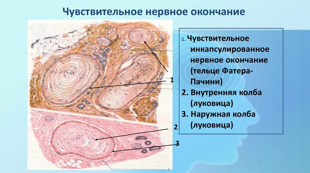 Препарат фатера Пачини гистология. Пластинчатое тельце фатера-Пачини строение. Тельца фатера Пачини гистология. Кожа гистология тельца фатер Пачини. Тельца фатера