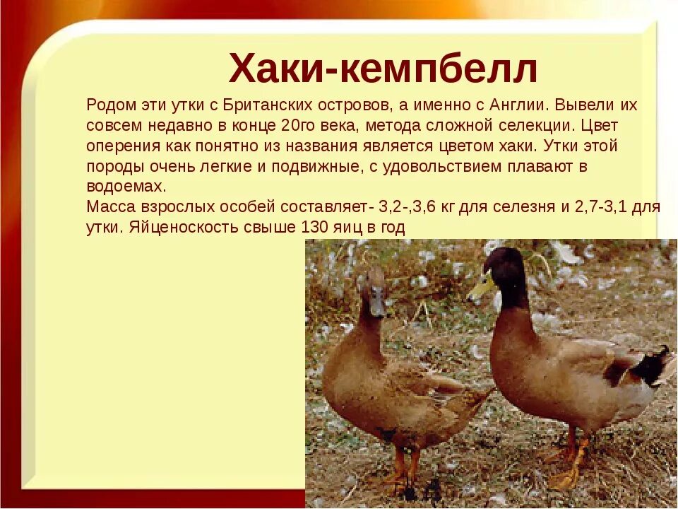 Утка ст 5 описание породы отзывы. Хаки-Кемпбелл порода уток. Хаки-Кемпбелл порода уток описание. Породы уток с описанием. Утки мясной породы.