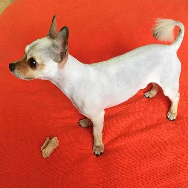 Той терьер длинношерстный. Как подстричь той терьера. Той длинношерстный терьер грумминг. Стрижка русского тойтербера длинношерстого. Той терьер кобель.