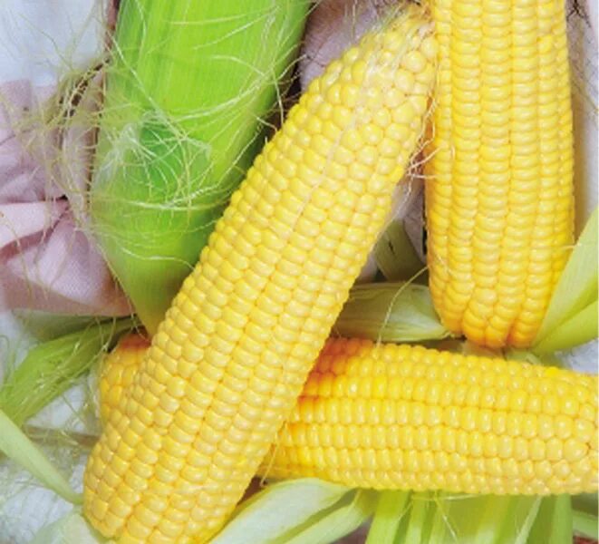 аурика кукуруза сахарная. семена кукурузы 1. кукуруза биколор. кукуруза саммер свит f1. кукуруза сахарная сорт попкорн 8гр.