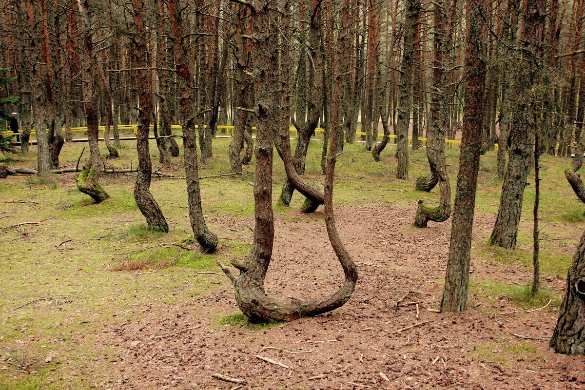 Пляшущий лес. Танцующий лес Калининград. Куршская коса Танцующий лес. Куршская коса Калининград Танцующий лес.