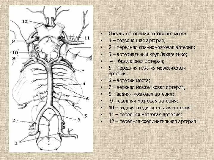 Кровообращение мозга. Виллизиев круг.. Кровоснабжение головного мозга, Виллизиева круга. Круг Захарченко анатомия схема. Схема кровоснабжения головного и спинного мозга.