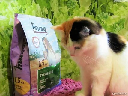 Корм для кунов котят