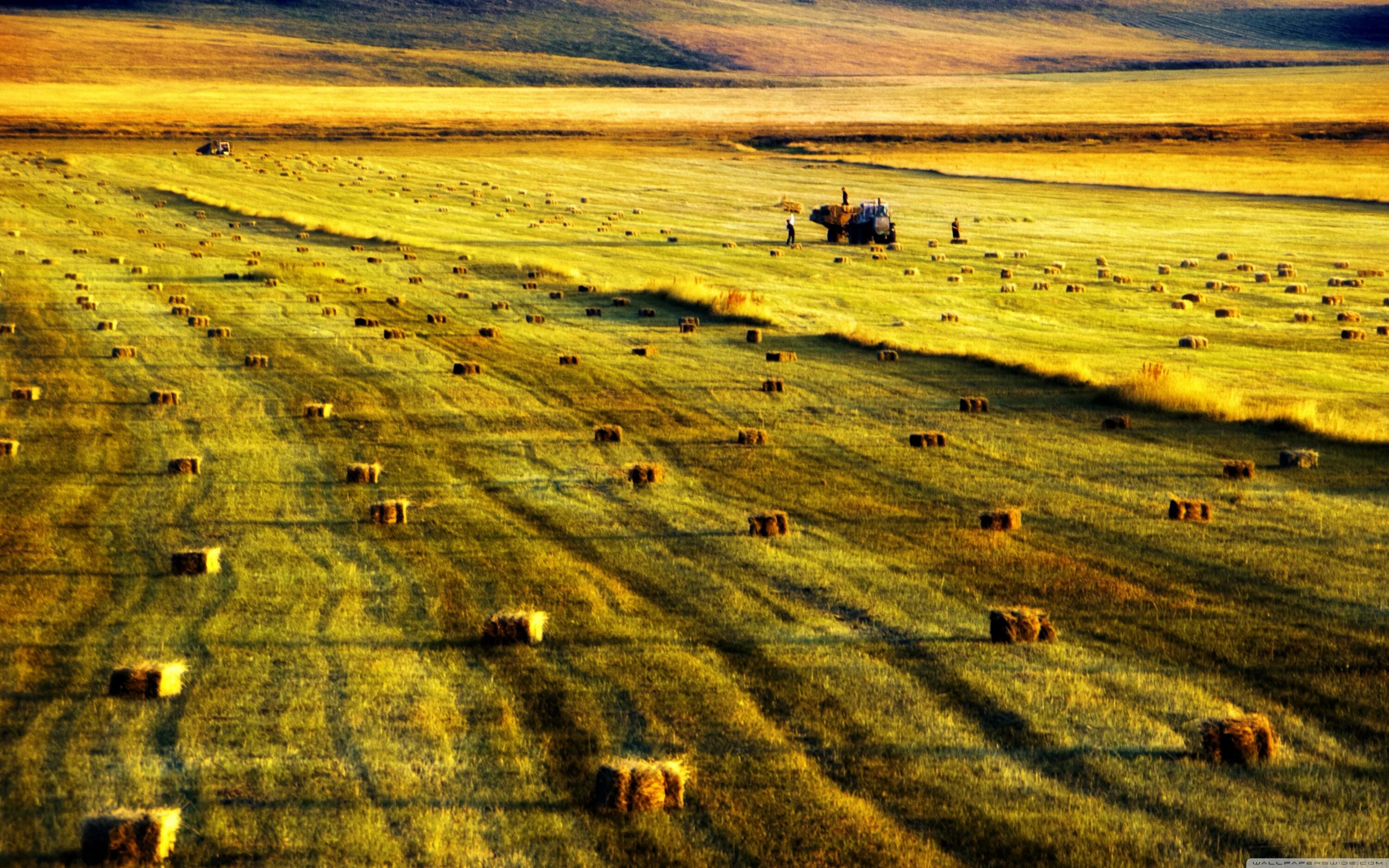 Долины. Армения гора арарат маковое поле. Долина горы арарат. Поля армении. Маковые поля в армении.