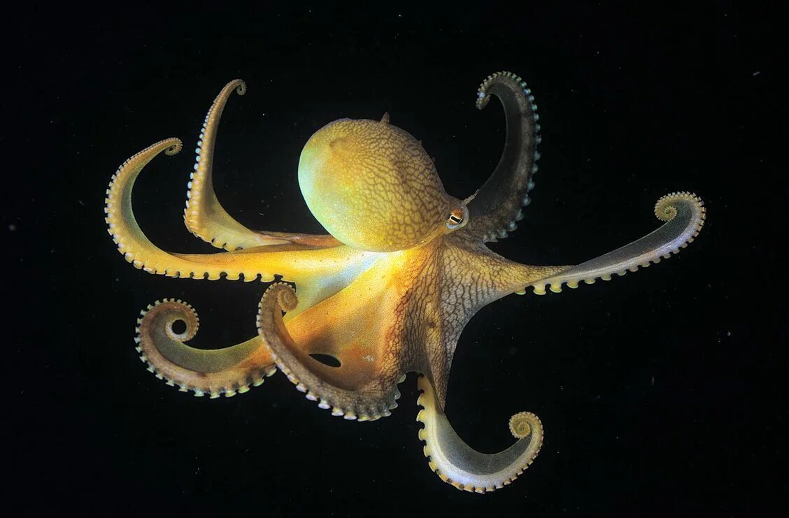 Октопус моллюск. Головоногие моллюски осьминог обыкновенный. Спрут осьминог. Ботик обыкновенный осьминог.