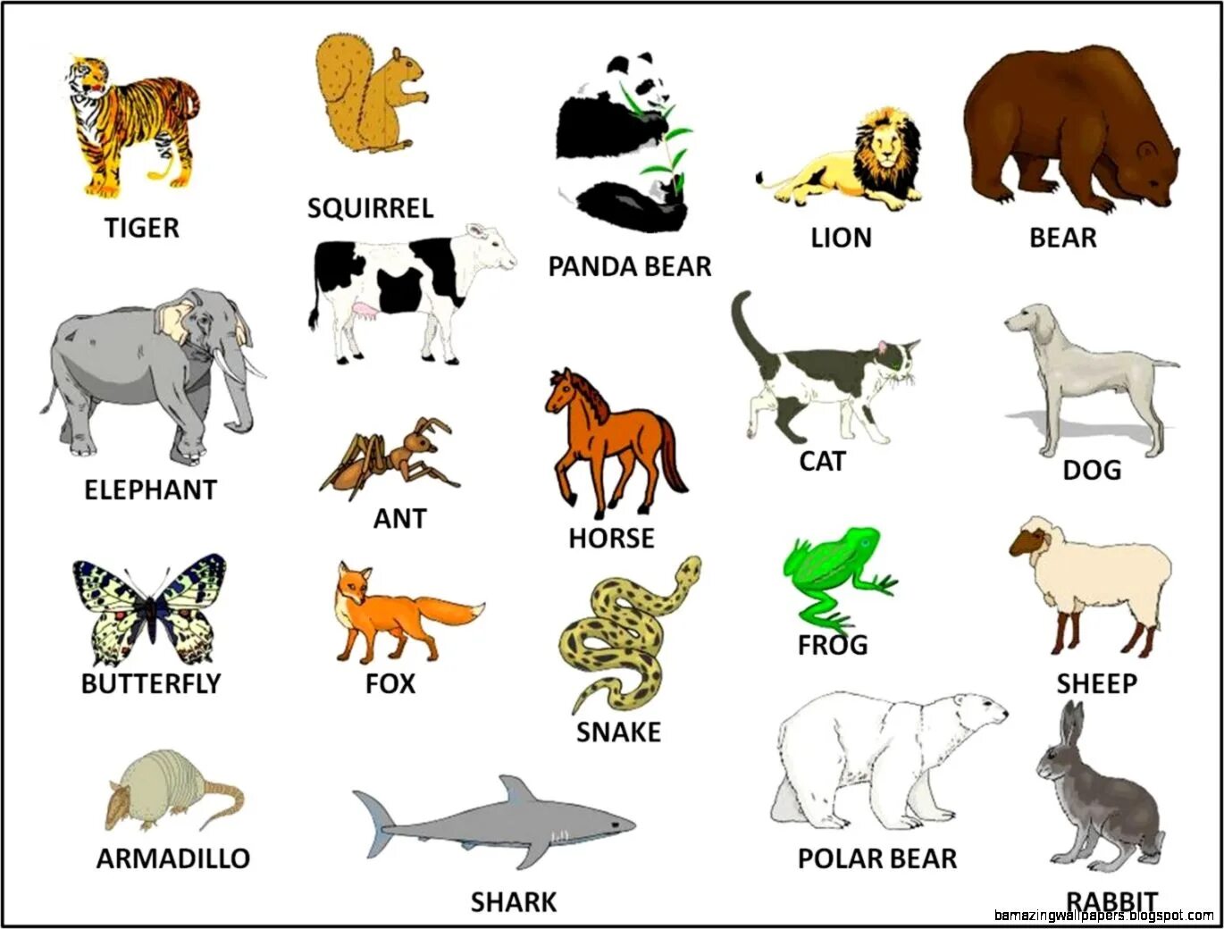 Имя animals