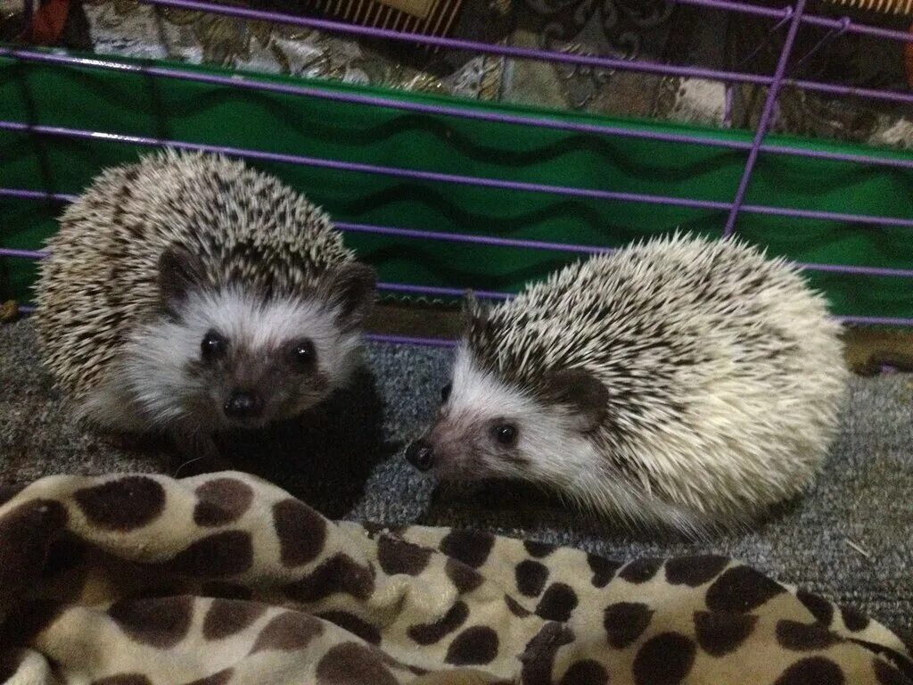 зоомагазин ежик. зоомагазин ежик. зоомагазин воронеж. хамелеон зоомагазин бердск. зоомагазин ежик.