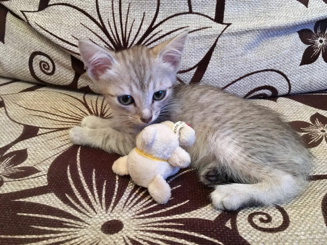 Как выглядит котенок в 3 месяца. Котенок 3 мес. кот 3 месяца. котёнок 3 месяца фото. европейская котята 3 мес.