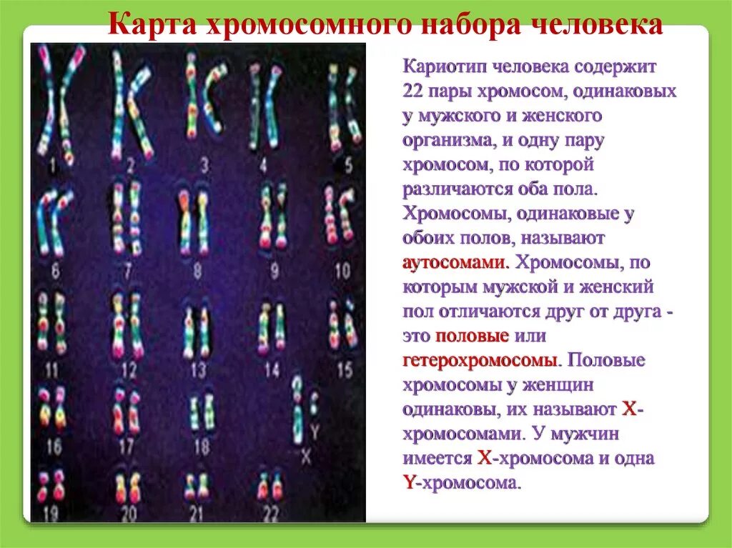 Кариотип человека набор хромосом. Хромосомная карта кариотип. Кариотип человека набор хромосом мужчины. Кариотип человека. Набор хромосом женщины.