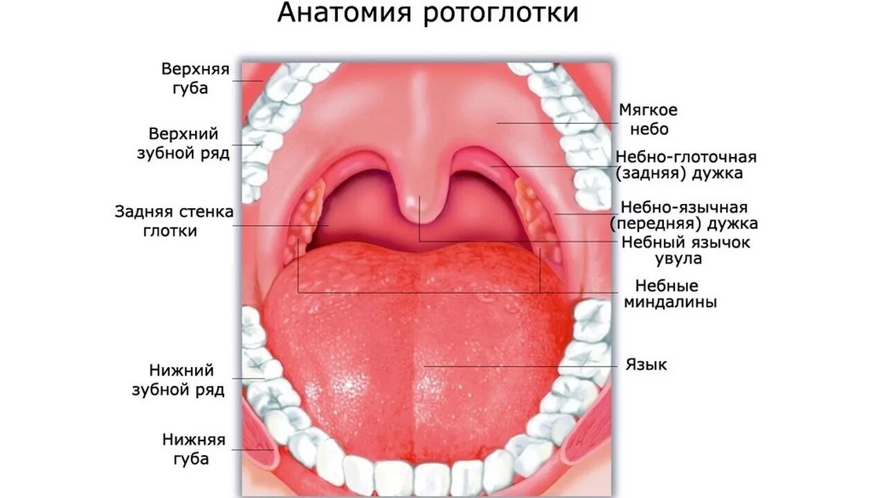 Язычок во рту как называется. Строение миндалин ротоглотки. Небные дужки миндалины язычок. Ротовая полость строение гланды.