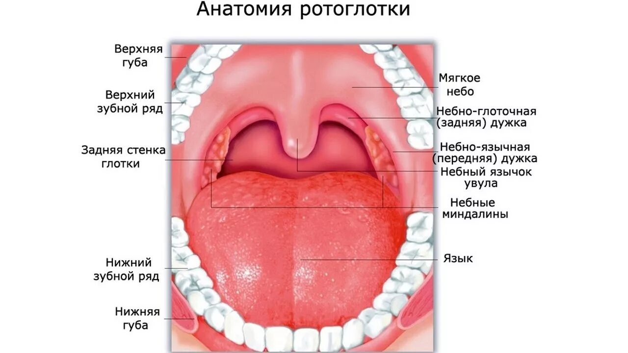 Ротовая полость норма. Строение миндалин ротоглотки. Небные дужки миндалины язычок. Ротовая полость строение гланды.