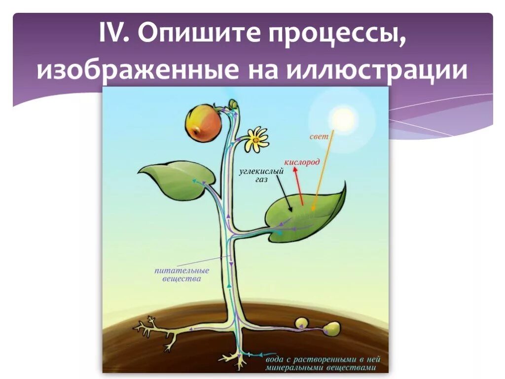 Изменение организмами в процессе жизнедеятельности. Жизнедеятельность живых организмов. Процессы жизнедеятельности живых организмов. Жизнедеятельность живых организмов 5 класс биология. Презентация на тему жизнедеятельность организмов.