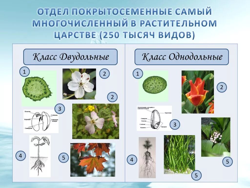 Покрытосеменные перечислить. Семейства покрытосеменных двудольных растений. Семейства цветковых растений Однодольные. Семейства цветковых растений класса двудольные. Класс двудольные и Однодольные отдел Покрытосеменные растения.