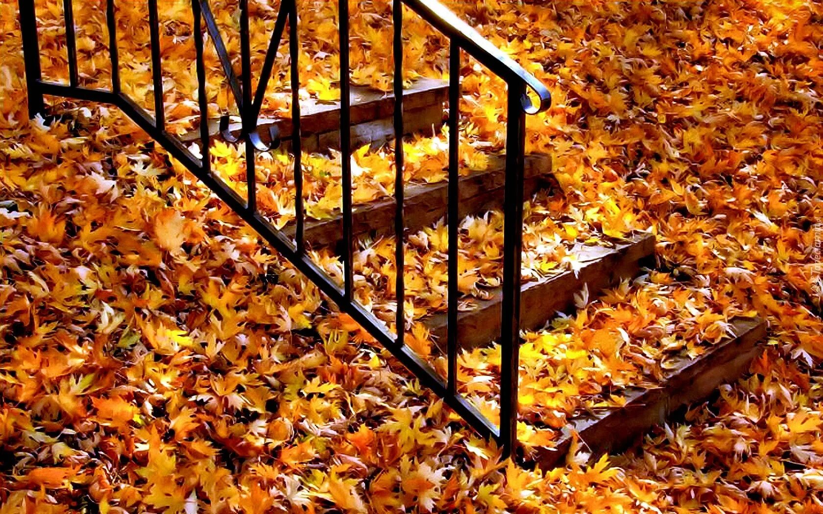 осенняя лестница. осень на подошве. шуршать листьями. солнце осенью. обувь в листве.