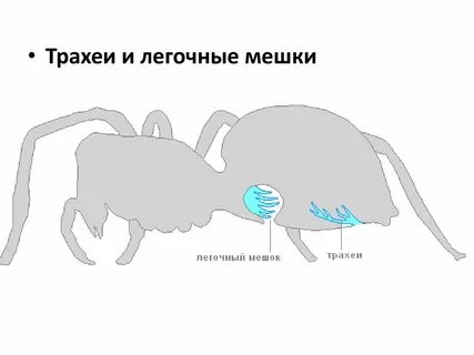 Паукообразные органы дыхания